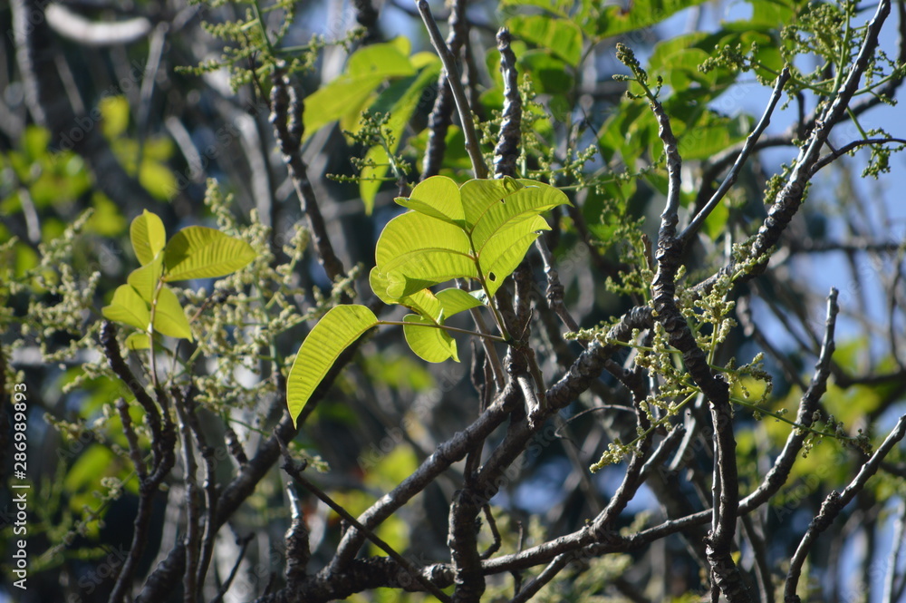 Fototapeta premium leaves on tree