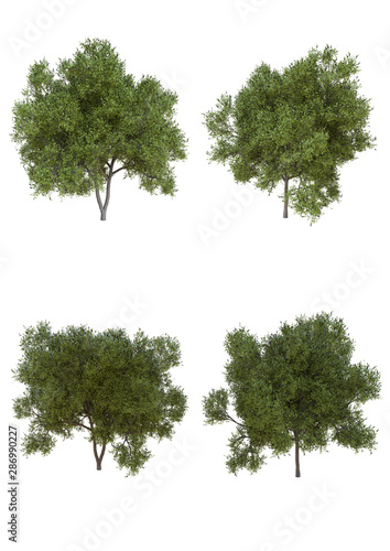 Silver wattle tree in fall season Isolated on white background with clipping path   3d illustration