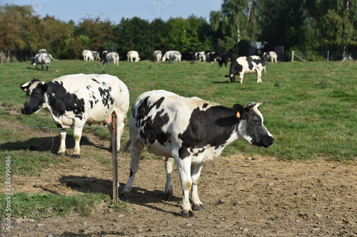 agriculture vache betail bovin viande lait environnement bio © JeanLuc
