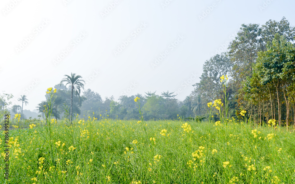 Green yellow Canola field and tree in a scenic agricultural landscape in rural Bengal, North East India. A typical natural scenery with an agricultural field in rural India depicting simple rural life
