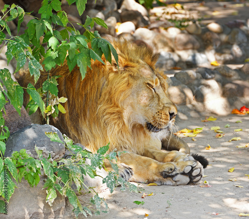 Asiatic lion  Panthera leo persica  hid in shade of plants