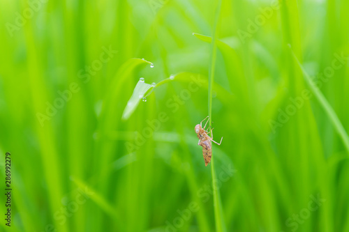 Closeup of Dragonfly baby nymph on the green leaf rice