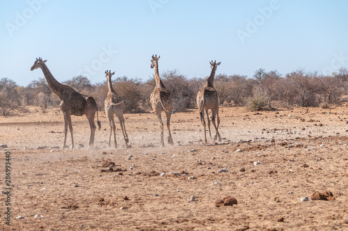 Four Angolan Giraffes - Giraffa giraffa angolensis walking nervously around a waterhole in Etosha national park, Namibia.