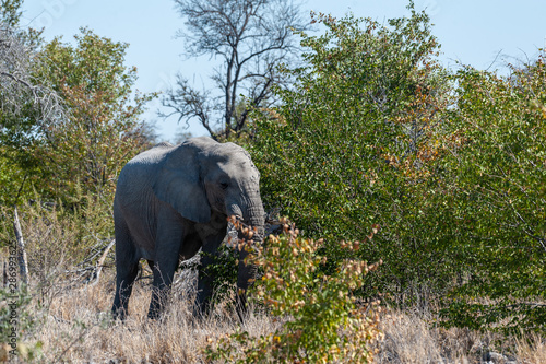 Close up of an African Elephant -Loxodonta Africana- browsing in the green bushes of Etosha national Park  Namibia.