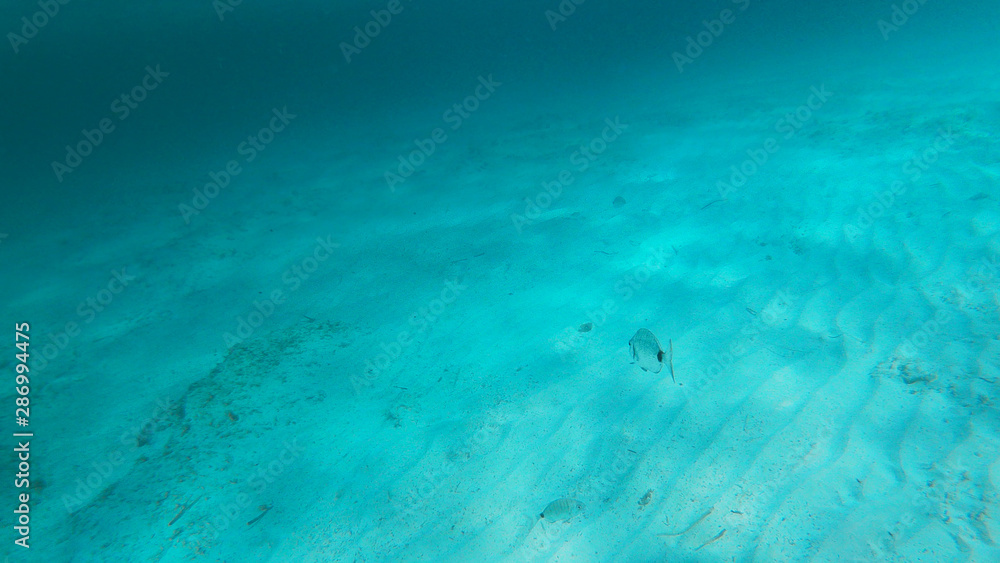 Piccolo pesce che nuota nel mare azzurro della Grecia