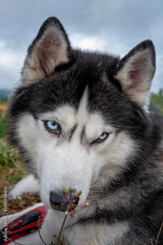 Dark grey and white male Siberian Husky with blue eyes. Close up portrait sad husky dog
