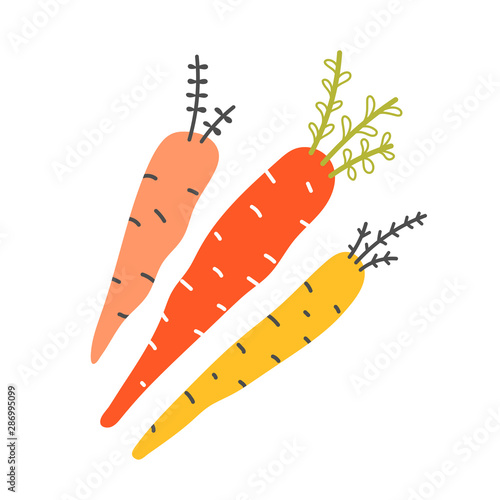 Handdrawn different color and shape colorful carrots, isolated element in scandinavian style. Sketch style red and yellow organic farm carrot, hand drawn illustration, good for sticker or print poster