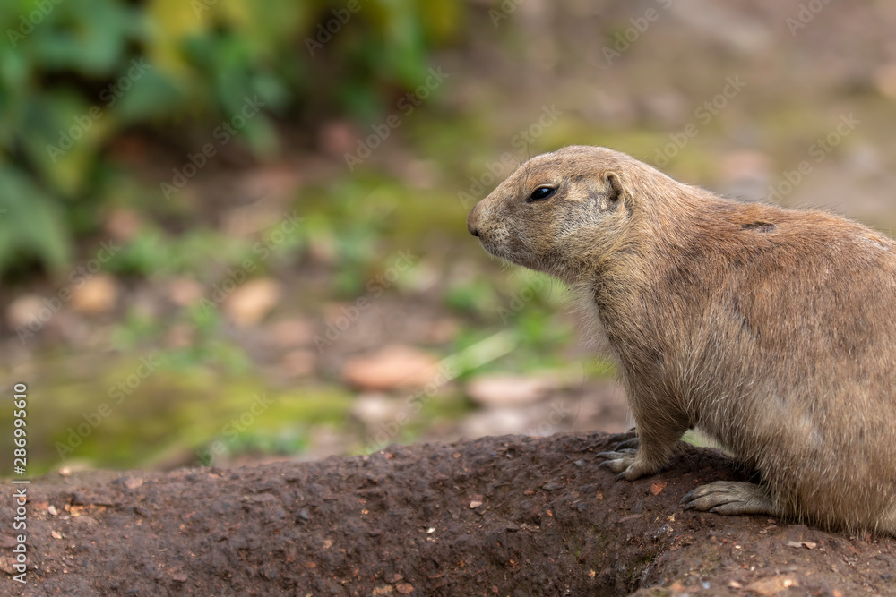 Prairie dogs, Cynomys, in group and individuals close up portraits displaying typical behaviour during a sunny summers day. Prairie dogs, Cynomys, in group and individuals close up portraits displaying typical behaviour during a sunny summers day.