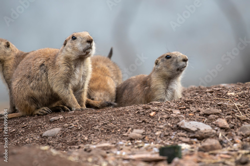 Prairie dogs, Cynomys, in group and individuals close up portraits displaying typical behaviour during a sunny summers day. © Paul