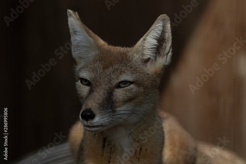 Corsac Fox  Vulpes corsac  close up portrait of facial expression detail and long characteristic ears taken during a sunny summers day in shadow.