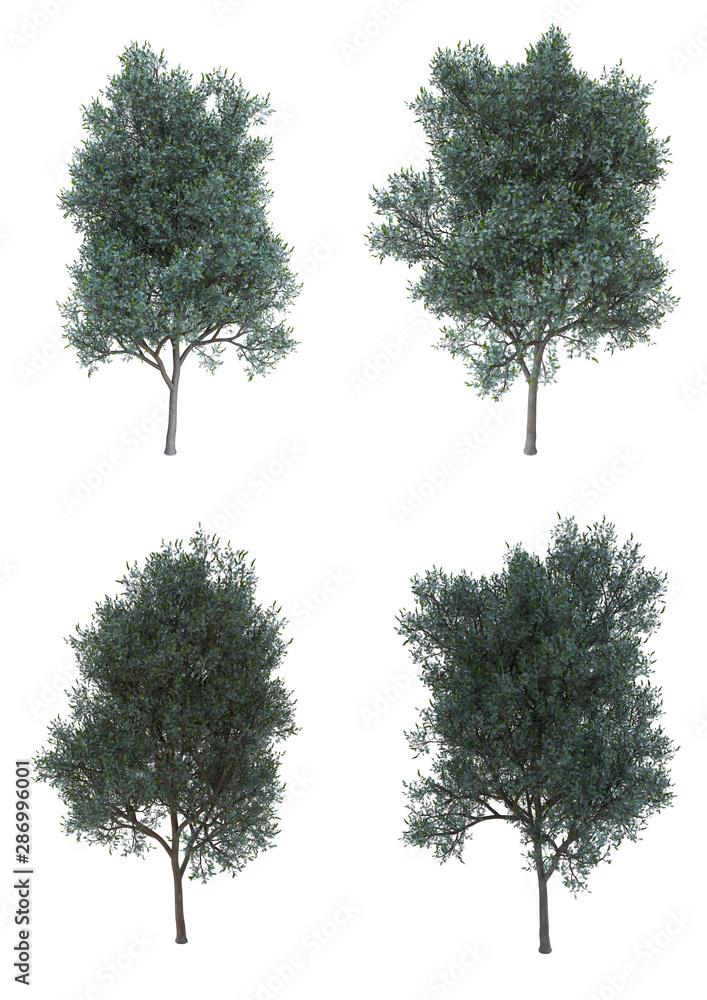 Fototapeta premium Silver wattle tree in summer season Isolated on white background with clipping path , 3d illustration