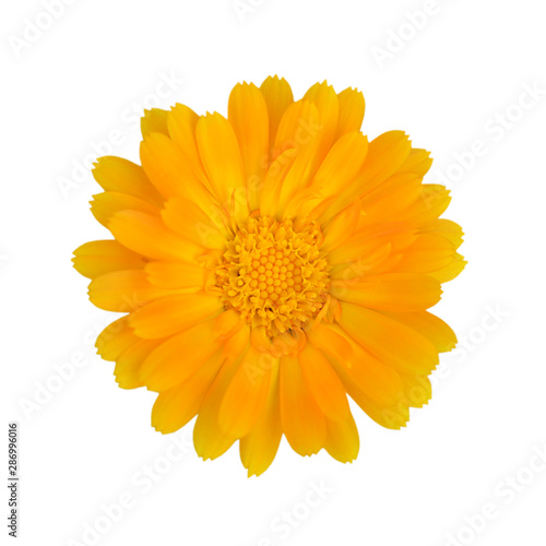 Beautiful yellow flower isolated on a white background