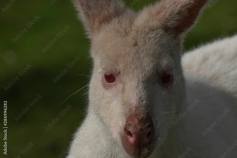 Fototapeta premium albino wallaby, Macropodidae, close up portrait with facial and body detail during a sunny day in summer.