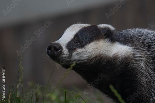 European Badger, Meles meles, close up portrait with facial detail and grass background during a sunny summers day. 