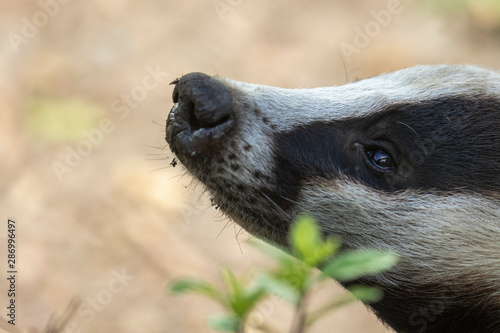 Obraz na płótnie European Badger, Meles meles, close up portrait with facial detail and grass background during a sunny summers day. w salonie
