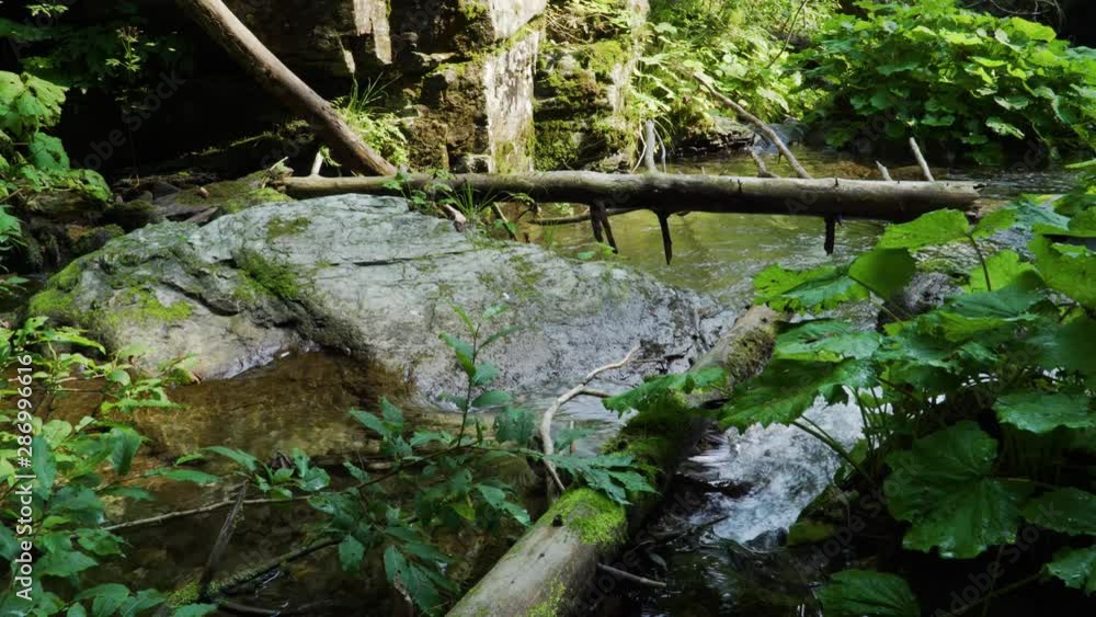 Forest Stream Way Through The Stones