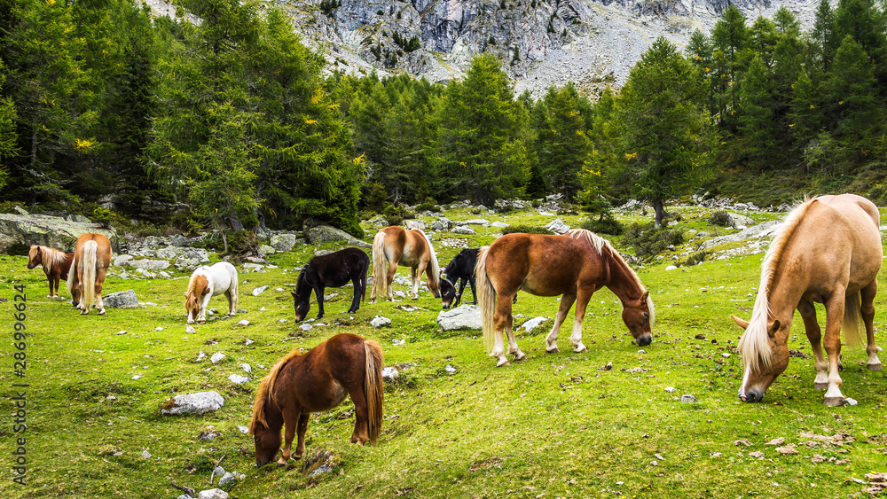 Pferde auf der Leitn Alm in Südtirol