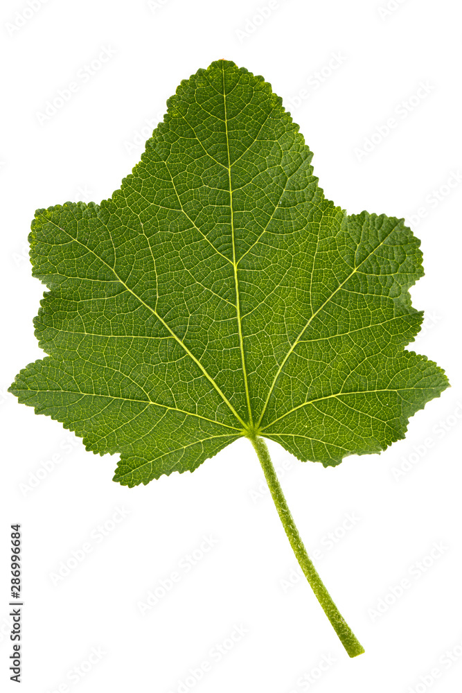 Green leaf of mallow, isolated on white background Green leaf of mallow, isolated on white background
