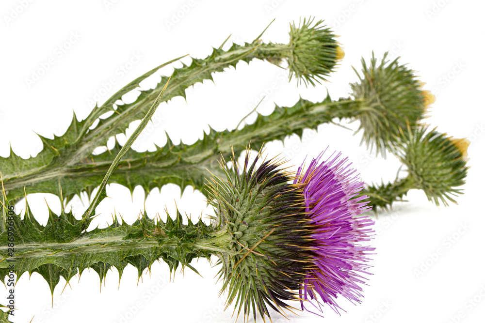 Flower of thistle, lat. Carduus, isolated on white background Flower of thistle, lat. Carduus, isolated on white background