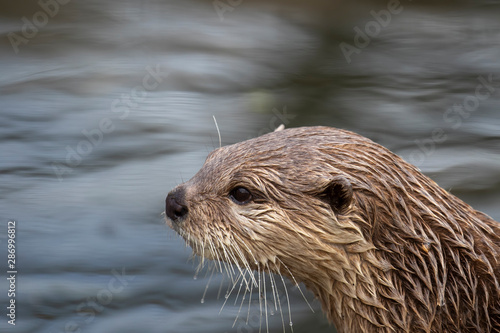 Short clawed otter, Aonyx cinereus, close up portrait with facial expressions and behaviour with background during a bright summers day.