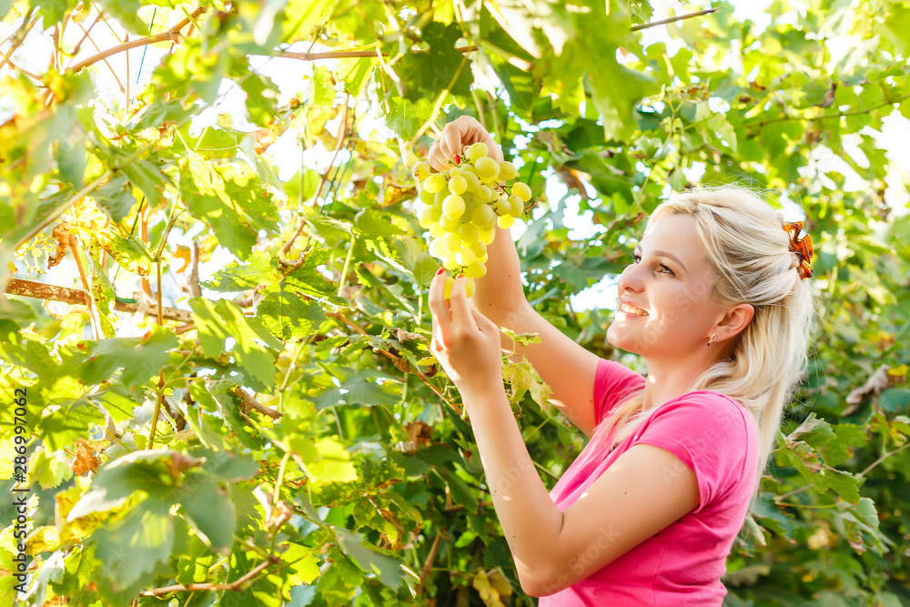 woman picks a crop of green grapes in a vineyard woman picks a crop of green grapes in a vineyard