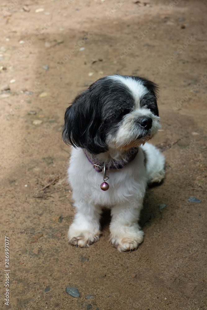 Shih Tzu dog have long hairs at her face make her don't see anything. Shih Tzu dog she very shy she don't want to look at camera. Shih Tzu dag white and black colors. Shih Tzu dog have long hairs at her face make her don't see anything. Shih Tzu dog she very shy she don't want to look at camera. Shih Tzu dag white and black colors.