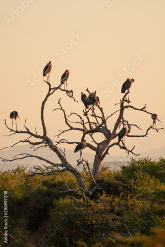 A group of Marabou Storks perched in and flying around a dead tree in South Africa.