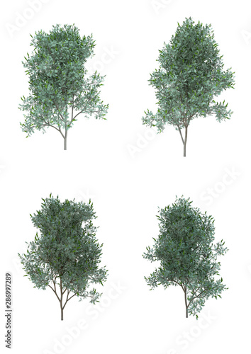 Silver wattle tree in summer season Isolated on white background with clipping path , 3d illustration © photchara