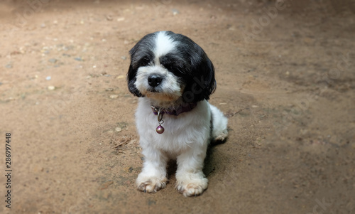 Shih Tzu  dog​  have​ long hairs at​ her​ face​ make​ her​ don't​ see​ anything.​ Shih Tzu​ dog​ she very​ shy​ she​ don't​ want​ to​ look​ at​ camera.  Shih​ Tzu​ dag  white​ and​ black​ color​s. photo