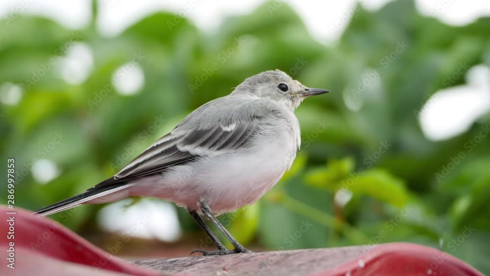 White wagtail -Motacilla alba- chick on a roof White wagtail -Motacilla alba- chick on a roof
