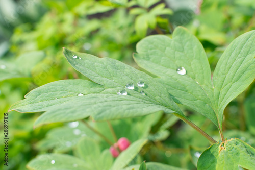 Macro shot of rain drops on green leaves