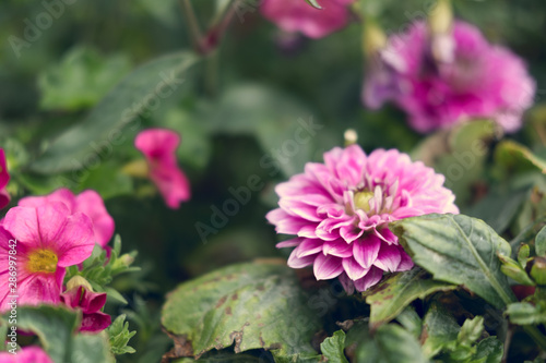 Fleurs et nature de montagne en   t  