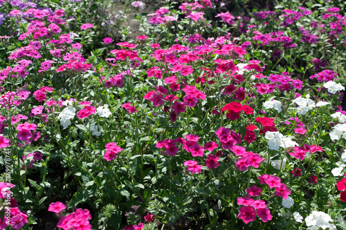 Fototapeta Naklejka Na Ścianę i Meble -  Dianthus pink flowers in summer garden closeup