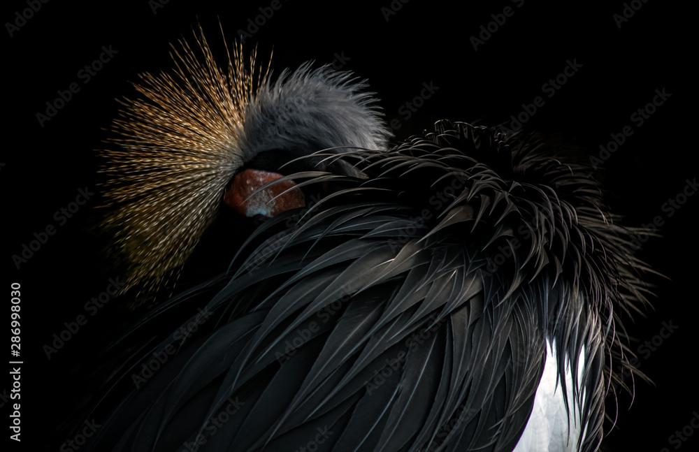 Fototapeta premium The plumage of the crowned crane