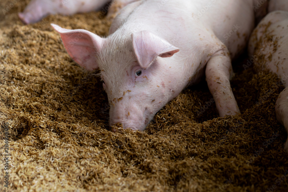 Cute pig lying on floor in organic rural farm agricultural. Livestock industry Cute pig lying on floor in organic rural farm agricultural. Livestock industry