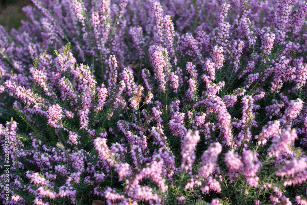 Erica Carnea or Myretoun Ruby Violet flowers in spring garden Erica Carnea or Myretoun Ruby Violet flowers in spring garden