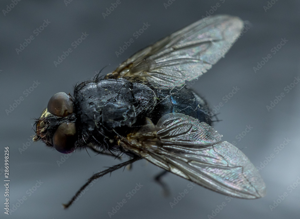 Obraz premium Housefly - Musca domestica close-up macro view while flying in smoke on head eyes and body with outstretched wings in the air on dark background.