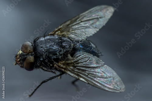 Housefly - Musca domestica close-up macro view while flying in smoke on head eyes and body with outstretched wings in the air on dark background.