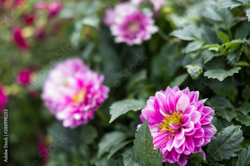 Fleurs et nature de montagne en   t  