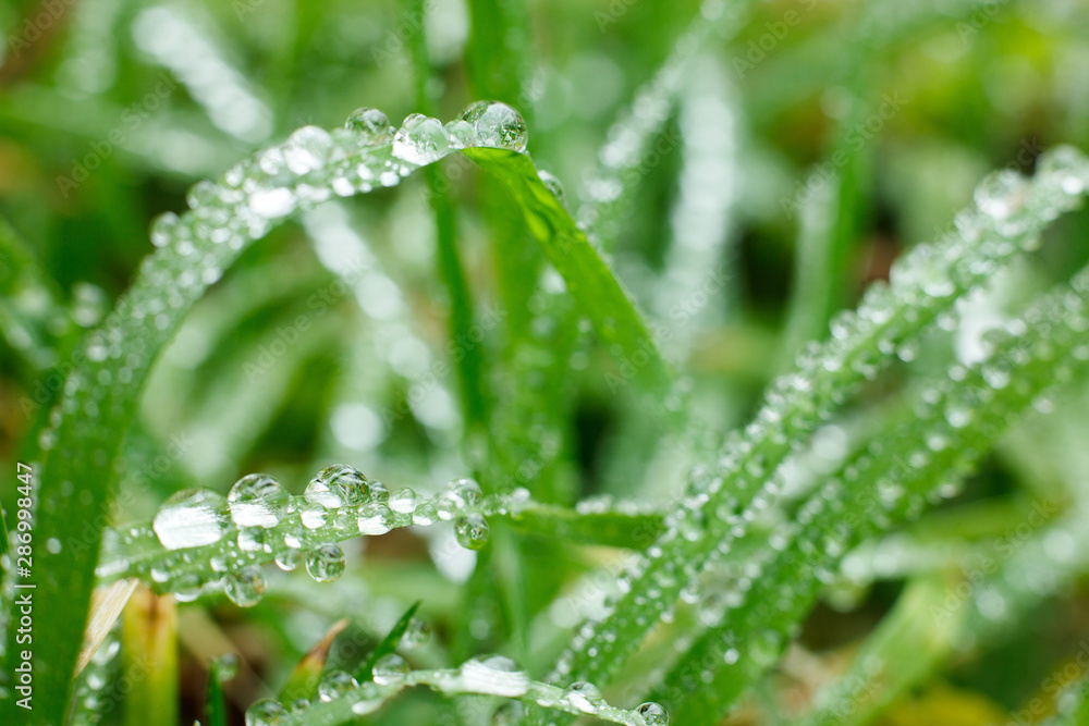 Close up photo of grass blades covered with large water droplets Close up photo of grass blades covered with large water droplets