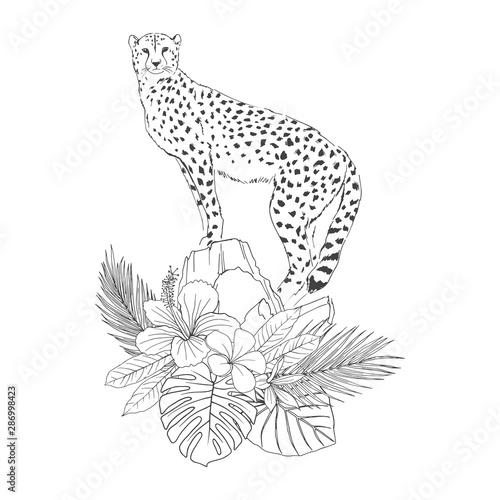 Leopard on rocks hand drawn sketch. African wild cat, cheetah with exotic floral decor black and white illustration. Monochrome jaguar engraving with blooming Hibiscus, Plumeria flowers, palm leaves