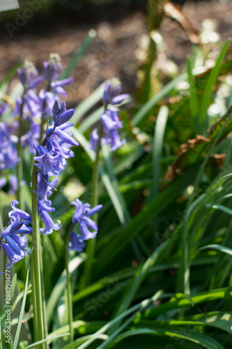 Spanish bluebell or Hyacinthoides hispanica blue flowers