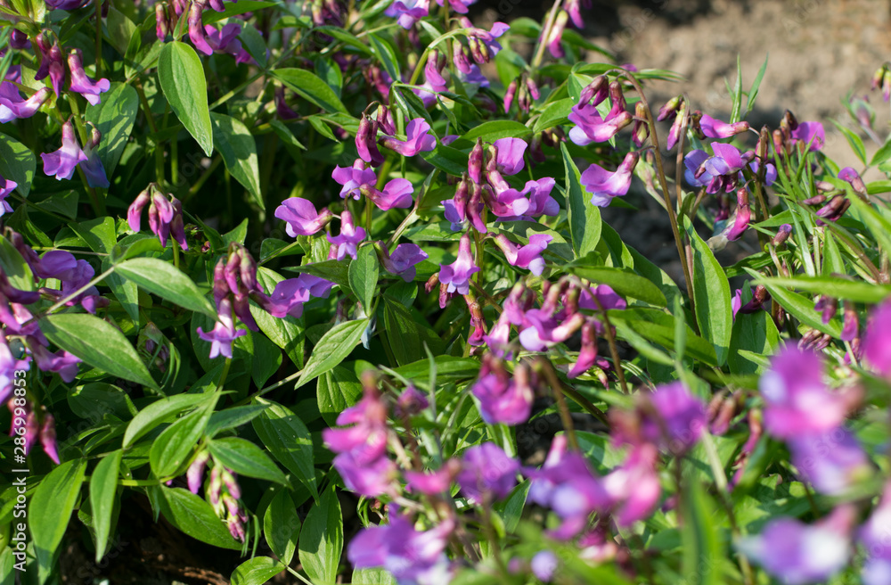 Lathyrus vernus, spring vetchling, spring pea or spring vetch Lathyrus vernus, spring vetchling, spring pea or spring vetch