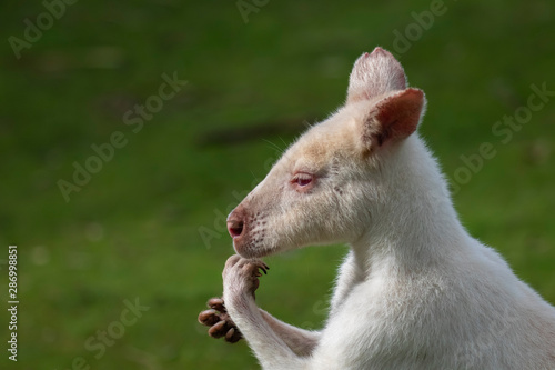 albino wallaby, Macropodidae, close up portrait with facial and body detail during a sunny day in summer.