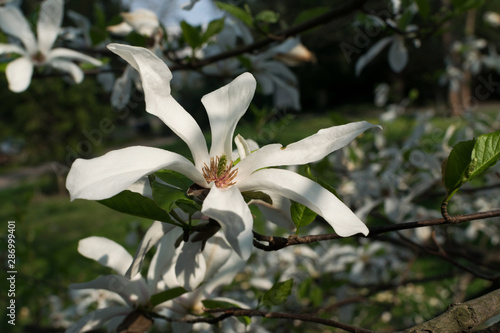 Flowering magnolia tree with white and pink flowers