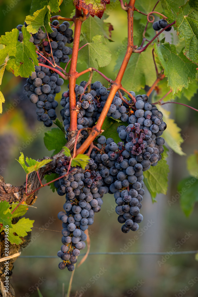 Red wine grapes ready to harvest and wine production. Saint Emilion, France