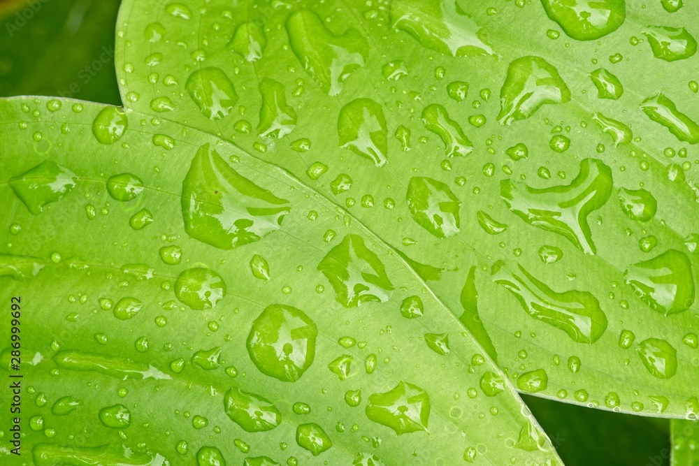 Detail of rain water drops on green leaf