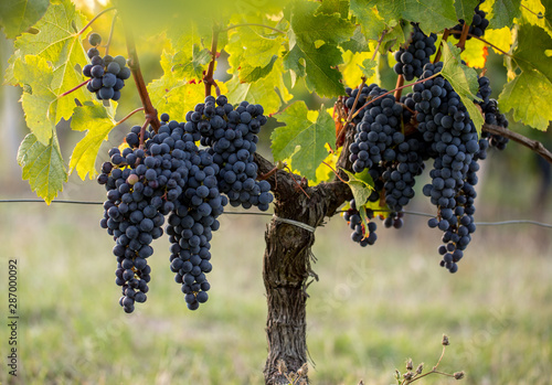 Ripe Merlot grapes lit by warm late sunshine in Montagne vineyard near Saint Emilion, Gironde, Aquitaine Fototapet