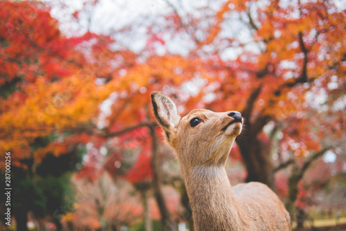 Nara,Red Leaf and Deer