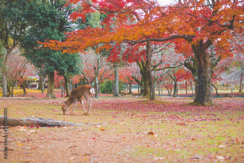 Fotografie Nara,Red Leaf and Deer